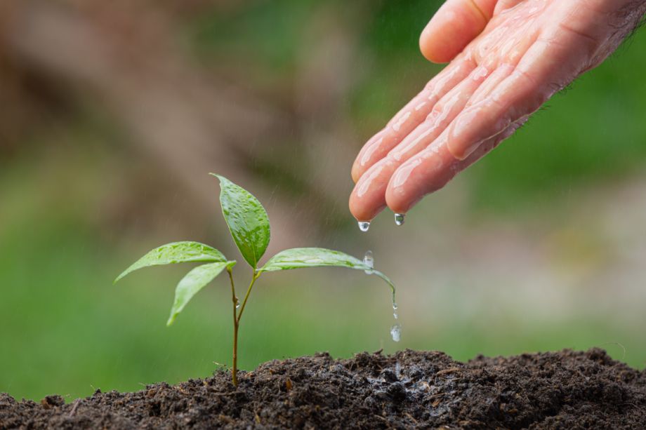 roma-verde-giardinaggio-filosofia