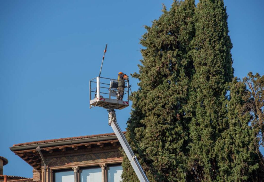 potatura alberi e siepi -roma verde giardinaggio